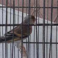 سهره قناری دهندار