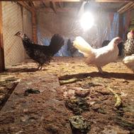 8دونهجوجه منیاتوری