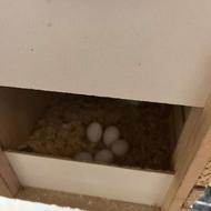 طوطی برزیلی