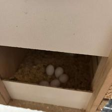 طوطی برزیلی