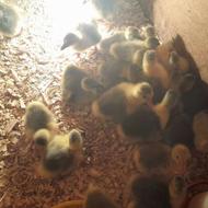 فروش جوجه غاز 4روزه