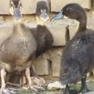 جوجه اردک 20 روزه ﴿معاوضه با جوجه خروس لاری)