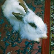 خرگوش کاملا دستی