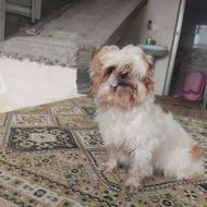 واگذارسگ پاکوتاه حامله