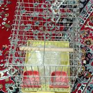 قفس نونو عروس هلندی و....