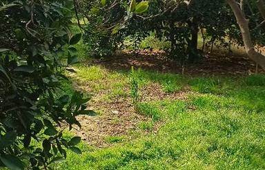 فروش باغ 2700 متری در جاده دریا