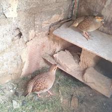 جفت کپینچر فروشی