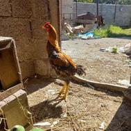 خروس لاری طلایی