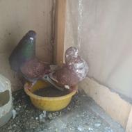 کبوتر پرشی مخصوص گروه