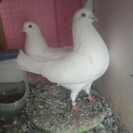 یه جفت سفید بینظیر