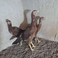 جوجه لاری نژاد دار