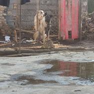 واگذاری توله 7ماهه