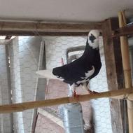 کبوتر پرشی .