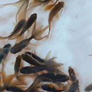 ماهی قرمز عمده