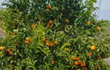 2 هکتار باغ در شهرستان کازرون