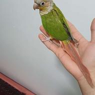 طوطی گرینچیک آناناسی ماده