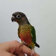 طوطی گرینچیک ماده