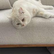 سرپرستی گربه را قبول میکنم