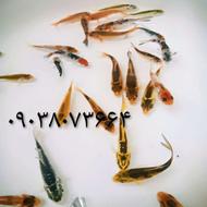 ماهی قرمز و کوچیک و ماهی کوی