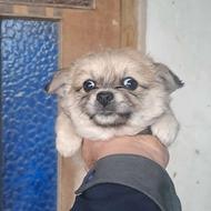 واگذارتوله سگ پاکوتاه