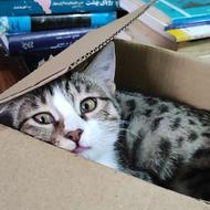 واگذاری رایگان گربه به شرط