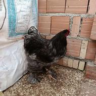 خروس برهما بلو