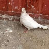 یک جفت کبوتر