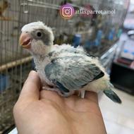 طوطی راهب سرلاکی و رام