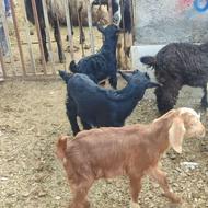 گوسفند زنده بزغاله دونه ای 4/500