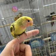 طوطی برزیلی یا کوتوله سرلاکی و دونخور