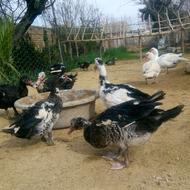 اردک اسرائیلی نروماده