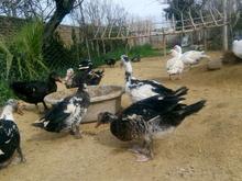 اردک اسرائیلی نروماده در شیپور