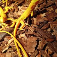 ایگوانا در رنگ های مختلف