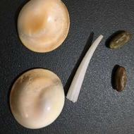 مهره مار اصل وحشی پیتون