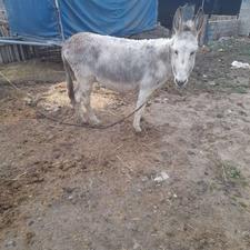 خر یا الاغ ماده