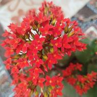 گل قاشقی قرمزوسرخابی