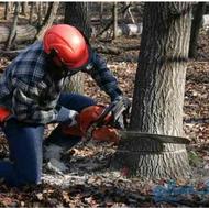 قطع وهرس درختان باغی