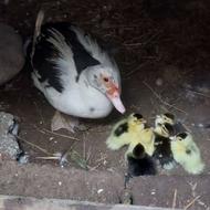 فروش 7 عدد بچه اردک اسرائیلی 10 روزه به همراه مادر