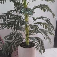 درختچه ی وارداتی زیبا و طبیعی