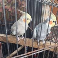 عروس هلندی نرماده سالم فروش فوری