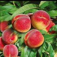 فروش انواع نهال های پیوندی میوه پربار 0