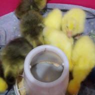 جوجه قو غاز سفید