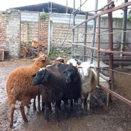 فروش 8 راس بره نر شیری