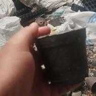 گلدون دسته دوم گلدون 10 و 8‌ نشایی