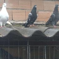 کبوتریاکفترغریب کشی