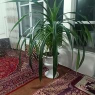 گل پاندانوس