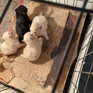 توله پامر خرسی سایز خیلی ریز