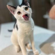 گربه دی اس اچ