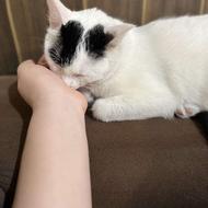 واگذاری گربه