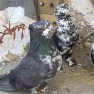 کبوتر زیبا .